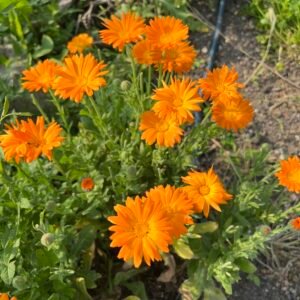 Calendula