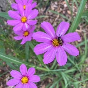 Cosmos variées (50g)