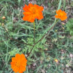 Cosmos sulfureux