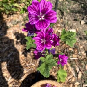 Mauve sylvestre