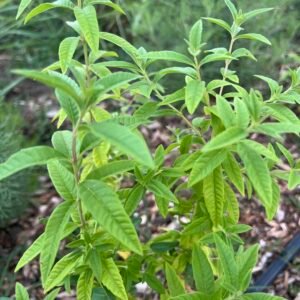 Verveine citronnée (20g)