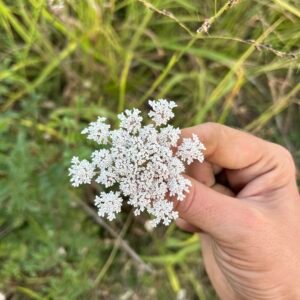 Carotte sauvage (fleurs - 40g)
